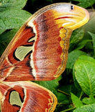 Moth Wing