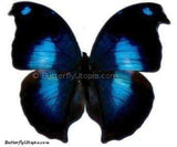 Blue Hookwing Butterfly