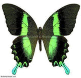 Majestic Green Swallowtail - 8x6 Riker Mount