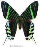 Urania Leilus Moth