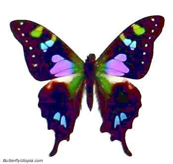 Graphium weiskei purple spotted