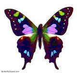 Graphium Weiskei Butterfly