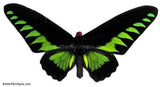 Trogonoptera Brookiana Albescens Butterfly
