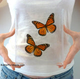 3D Monarch Butterflies