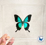 Papilio lorquinianus