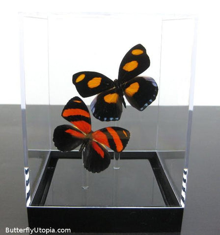 Orange Red Pair Butterflies