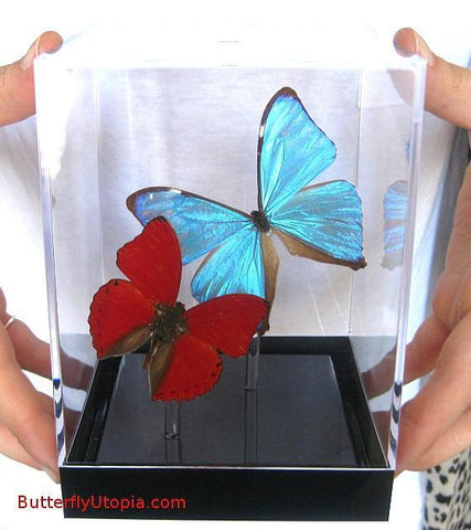 Pair Blue Red Butterflies