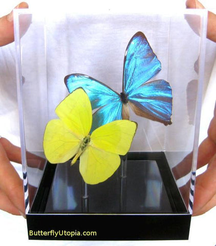 Blue Yellow Butterflies