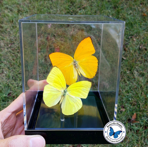 orange yellow butterflies