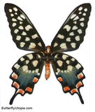 Madagascan Giant Swallowtail Butterfly