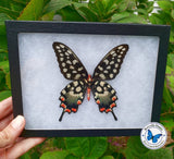 papilio antenor