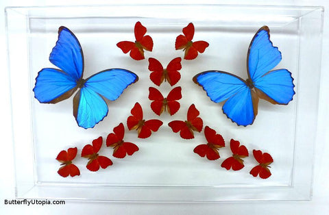Crimson Blue Butterflies