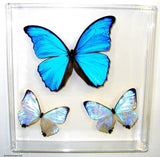 Cosmic Blue Butterflies