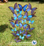 Flight of the Blue Morphos - 18x28 - 3D Acrylic Frame