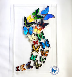 butterflies dance art