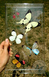 acrylic framed butterflies