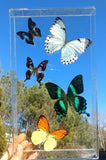 custom butterfly frame