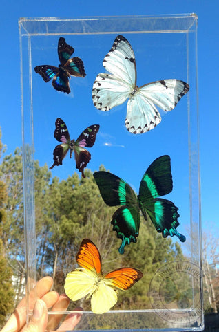 butterflies under glass