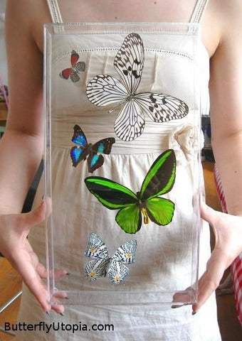 Custom 5 Butterflies Frame
