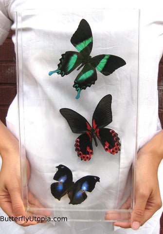 Green Blue Red Butterflies