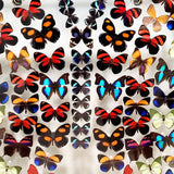 closeup preserved butterflies