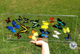 landscape framed butterflies