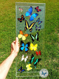 long butterfly frame art