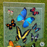 closeup picture real butterfly art