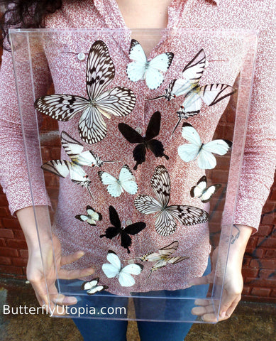 Black White Zebra Flight Minimalist Butterflies