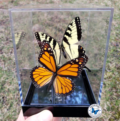 North American Pair - 3D Tabletop Display