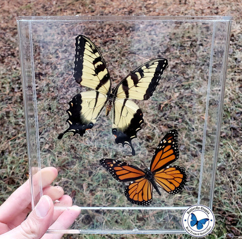 North American Butterflies