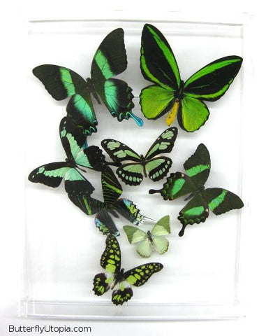 Eight Flight Green Butterflies