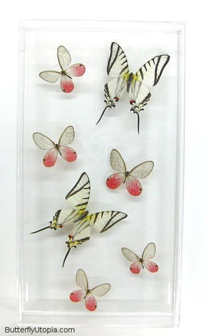 Zebra Clearwings Butterflies