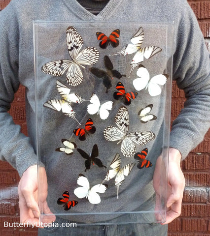 Seventeen Flight Black White Red Minimalist Butterflies