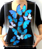 blue morpho art