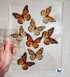real monarch butterflies