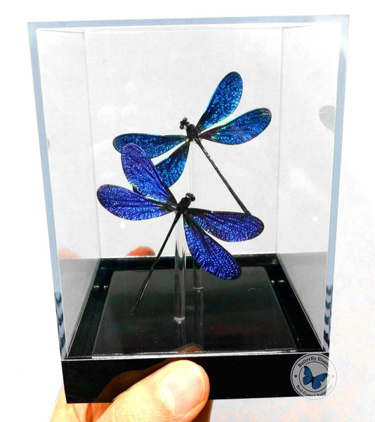 purple blue dragonfly