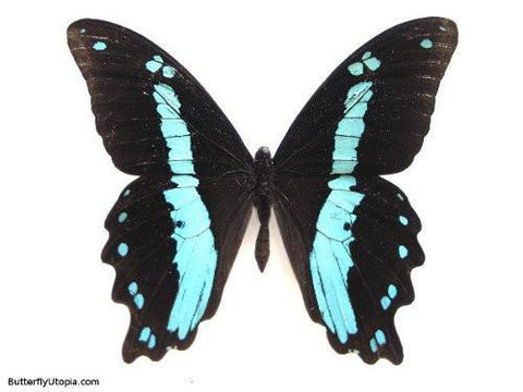 Papilio bromius