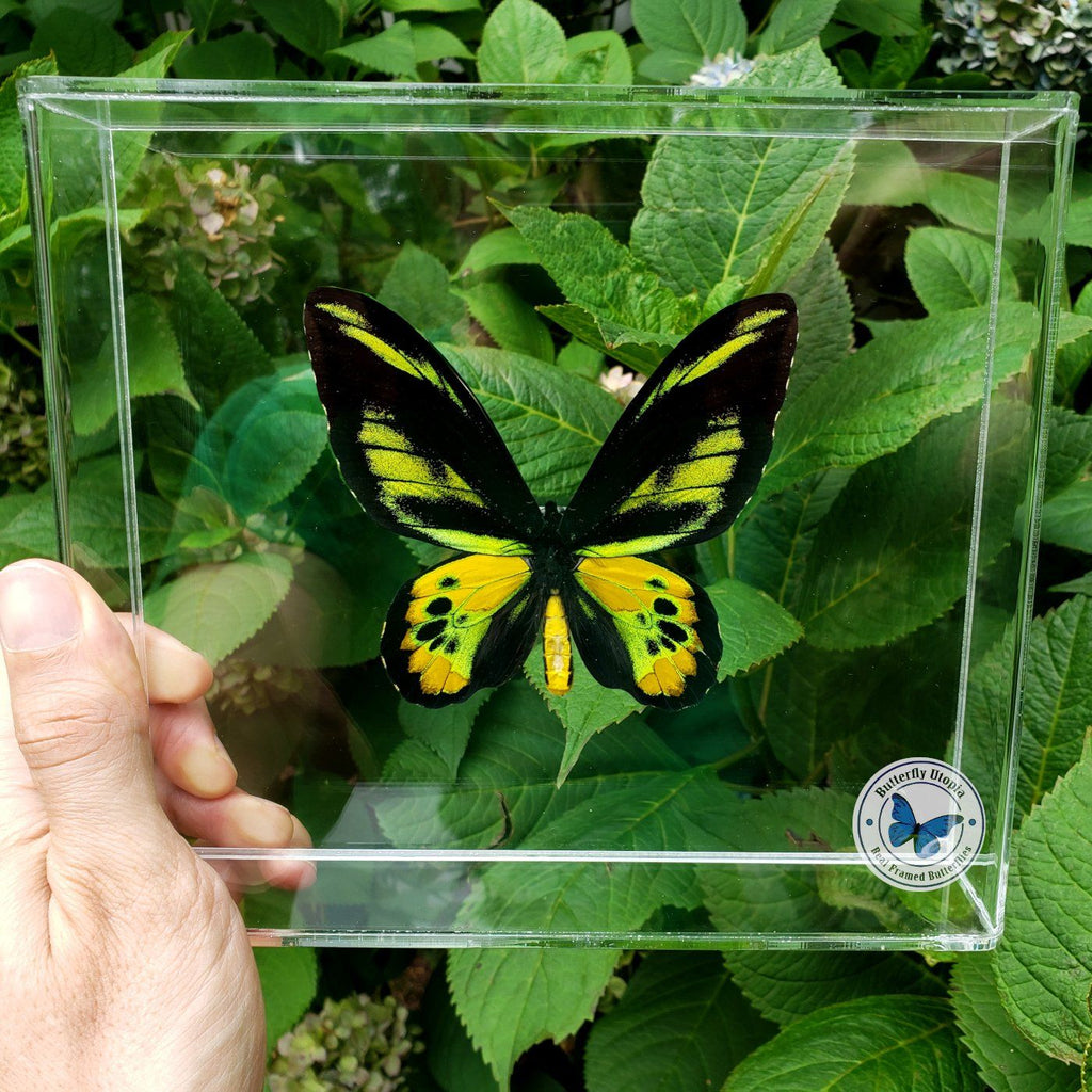 Framed Rothschild's Birdwing (Ornithoptera rothschildi