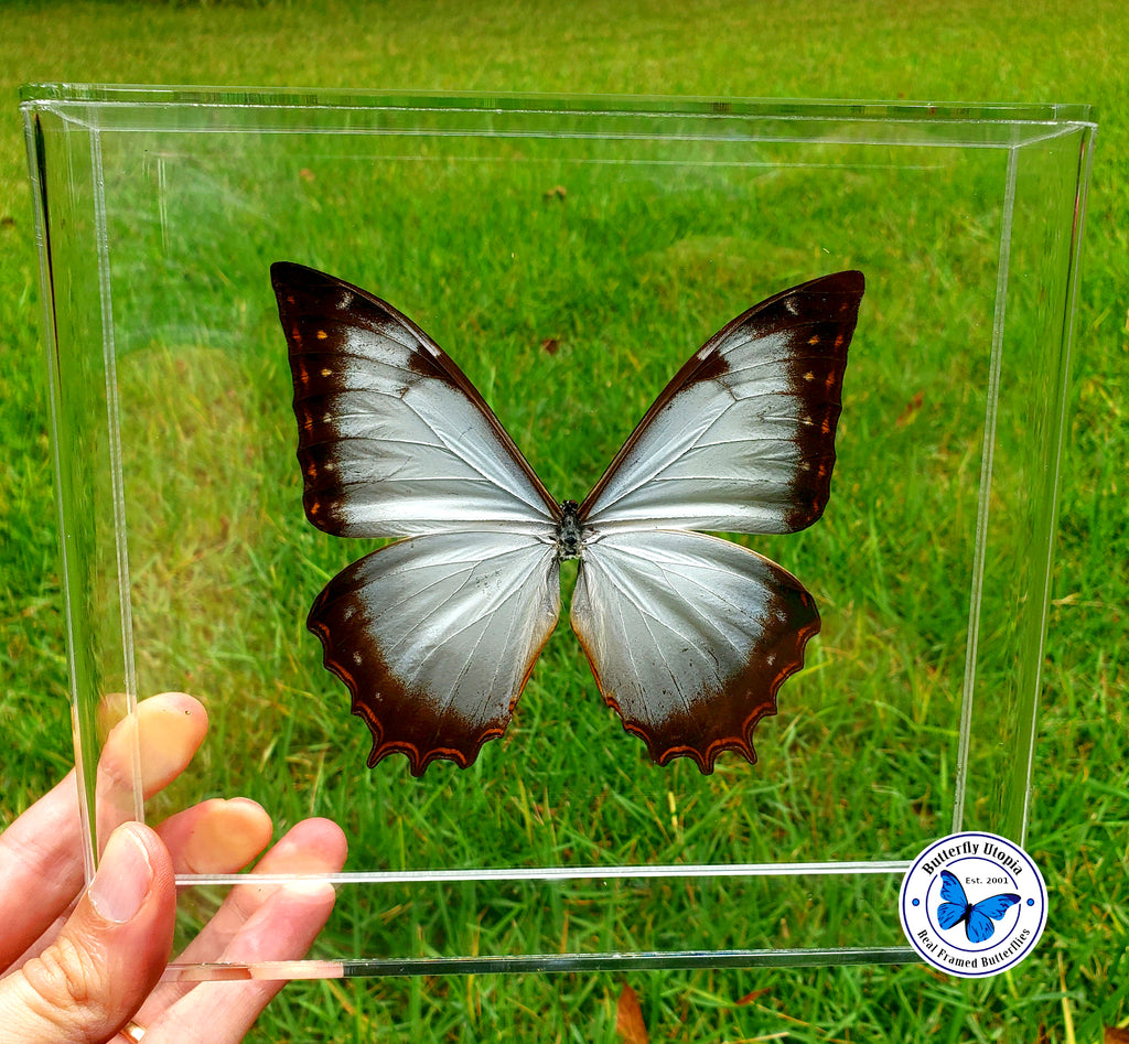Framed Real Ghost Morpho (Morpho theseus juturna) Butterfly- 8x7