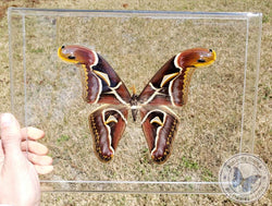 Edward's Moth (M) - 13x10 - 3D Acrylic Frame