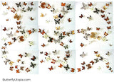 large preserved butterfly art