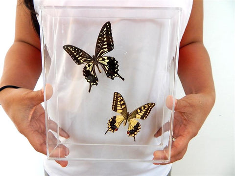 chinese butterflies