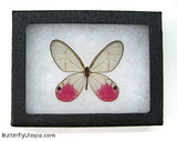 framed pink glasswing butterfly