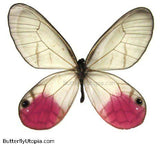 pink glasswing clearwing butterfly