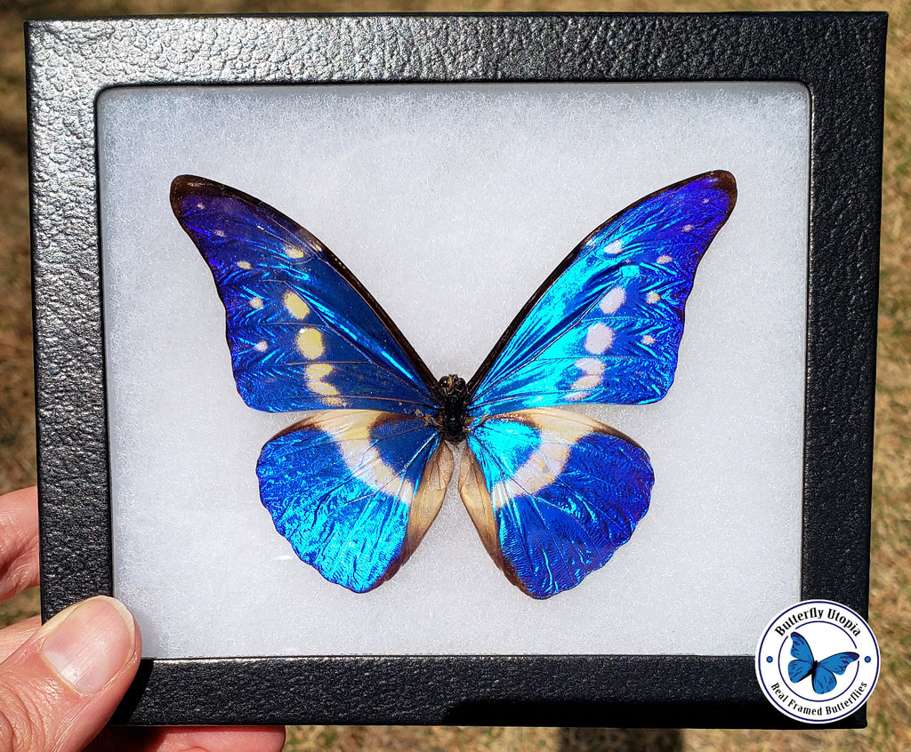 Morpho Rhetenor Helena - 6x5 Riker Mount – Butterfly Utopia