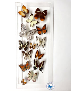 rustic butterfly