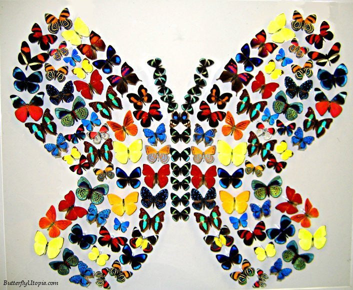 Butterfly Shape Art