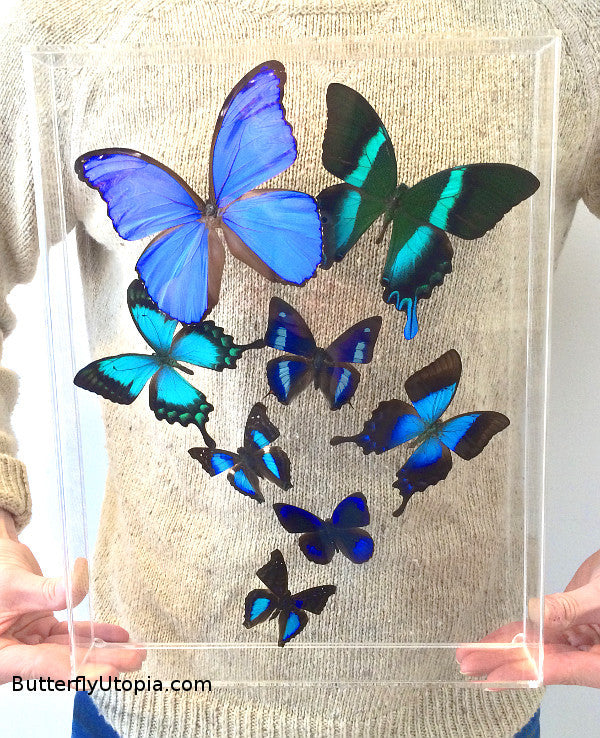 Blue Butterflies framed art