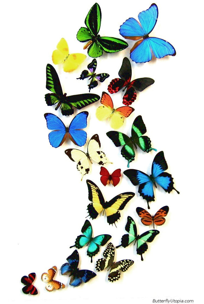 Butterflies in Religion: Symbols of Transformation and the Soul